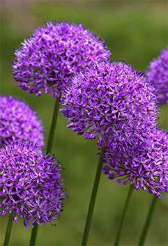 allum flowers